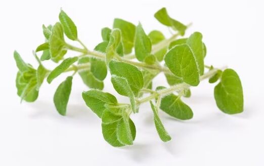 Fungent contains oregano oil